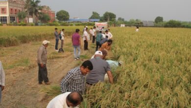 Photo of कृषि अनुसंधान परिसर पटना में सामूहिक धान कटाई कार्यक्रम